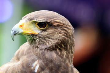 Golden Eagle