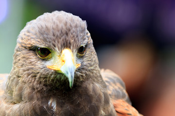 Golden Eagle