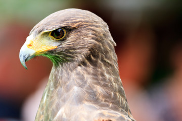 Golden Eagle