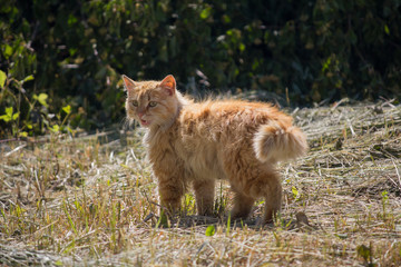 Red cat lit by the sun on the street. Pets