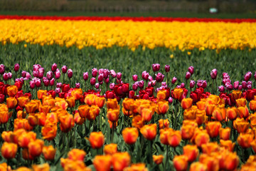 Tulips blooming in Skagit Valley