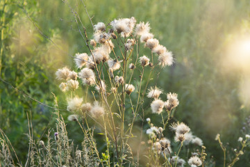 Obraz premium Beautiful Flower at sunset