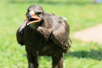 Harris Hawk - Wüstenbussard