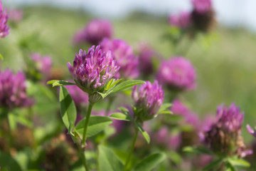 Red clover flowers field
