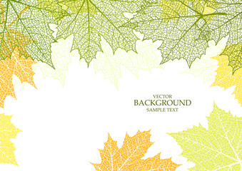 Autumn background and leaves of a maple