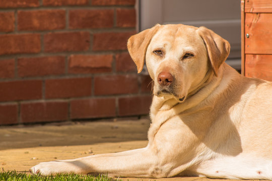 golden labradore