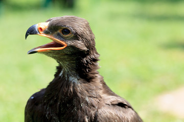 Harris Hawk - Wüstenbussard
