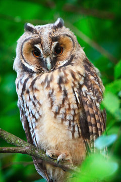 Owlet Of Long Eared Owl