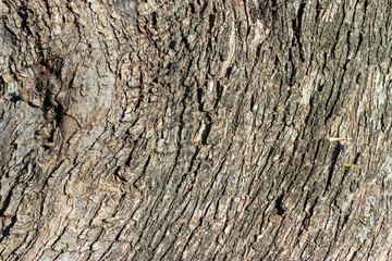 Close up Olive tree bark relief texture
