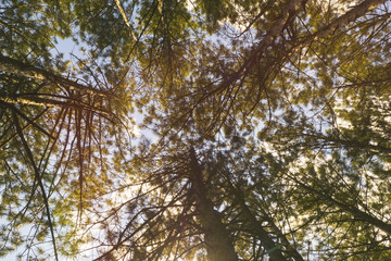 Looking up at the Tops of Trees in Autumn Forest. Crimea, Russia.