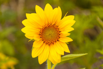 Sunflower bloom, close-up