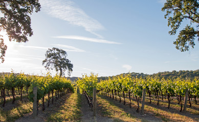 Naklejka premium California Valley Oak tree in vineyard at sunrise in Paso Robles vineyard in the Central Valley of California United States