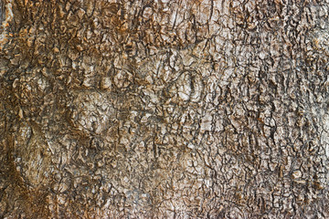 Details of Ombu tree bark relief texture