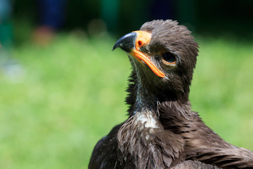 Harris Hawk - Wüstenbussard