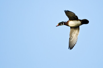 Male Wood Duck Flying in a Blue Sky