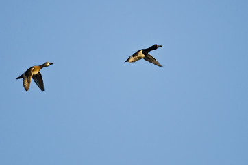 Pair of Ring-Necked Ducks Flying in a Blue Sky