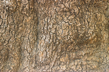 Close up cracked wood texture of Ombu tree bark