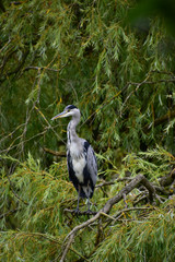 Heron perched in tree