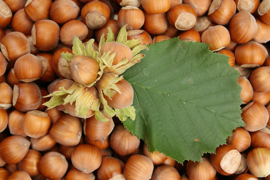 mont&oacute;n de avellanas reci&eacute;n recolectadas con una hoja del avellano y alguna avellanas todav&iacute;a en el involucro algo verdes