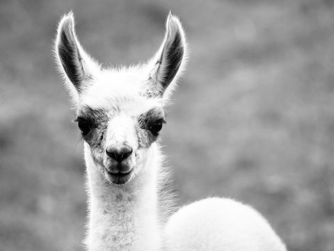 Baby llama portrait. Cute south american mammal. Black and white image