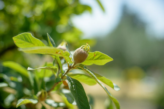 Brown unripe closed medlar fruit on tree branch
