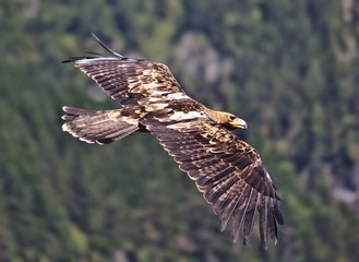 Golden eagle in flight