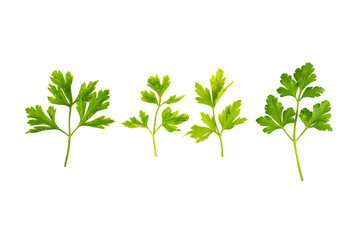 Naklejka premium Bunch of parsley on a white background