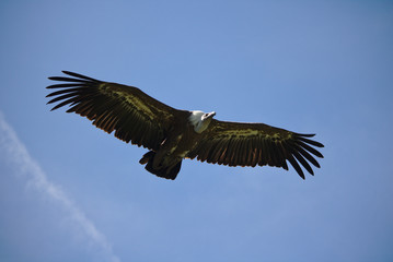 Griffon vulture in flight