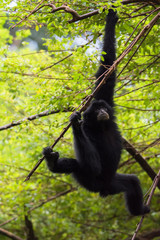 Old Siamang in action