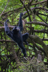 Siamang in Action