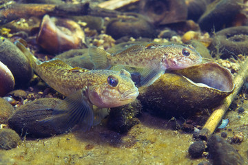 Round goby  (Neogobius melanostomus)