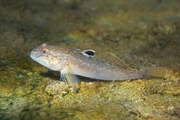 Round goby (Neogobius melanostomus)