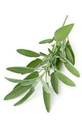 Obraz premium Pojedyncze świeże zebrane organiczne gałązki szałwii nad białym