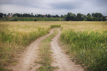 Fototapeta na wymiar Road track paved through a rye field to the village