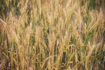 Germs of ripening rye yellow