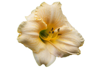 Flower lily cream in pale yellow, on white background