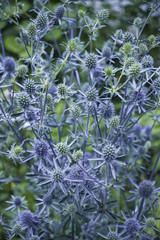 Blue Eryngium planum on green greased background - 168674584