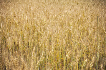 Field with sprouts of ripe yellow rye