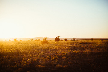 A desert field in New Mexico at sunset with a cow staring at the camera