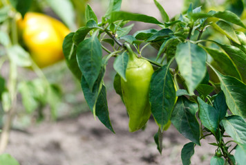 Close-up of ripening peppers in the organic pepper plantation.Fresh Yellow and Red sweet Bell Pepper Plants with Selective Focus in plantation, paprika/Green and yellow peppers growing in a garden