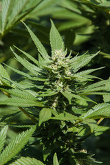 Marijuana Cannabis plants growing outdoors, flower buds forming
