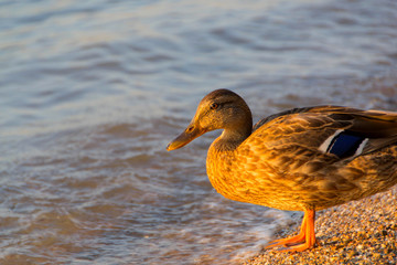 Mallard Duck Female