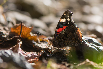 Red admiral butterfly (Vanessa atalanta) feeding on fallen fruit. Insect in the family Nymphalidae at rest using proboscis to take sugar from plums under tree