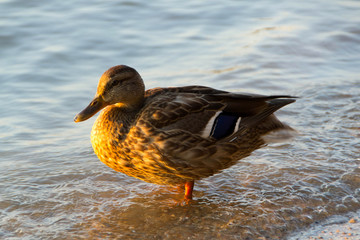 Mallard Duck Female