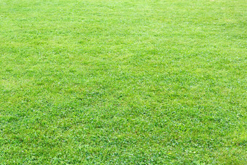 Natural, fresh, manicured lawn of green grass after rain