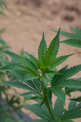 Marijuana Cannabis Plants growing out doors