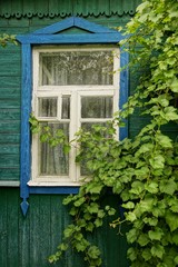 Старое окно на зелёной деревянной стене заросшее листья винограда