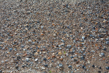 Viele Muscheln am Strand