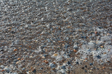Viele Muscheln am Strand nach einer Welle