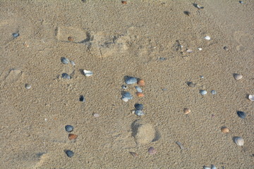 Muscheln am Sandstrand
